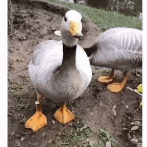 Meet your Posher, Lee